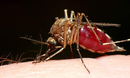 Disease Bearing Mosquitoes in and near Palm Harbor Florida